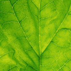 hoja